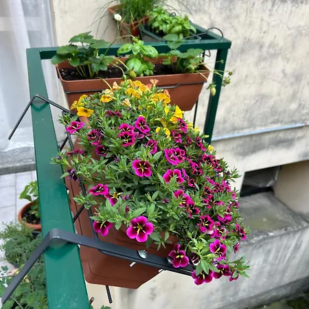 The Nest Apartment *